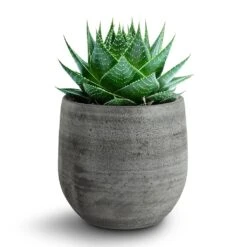 Esra Plant Pot - Mystic Grey -Indoor Plant Store 138970 pot esra mystic grey 15cmx13cm
