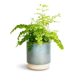 Indoor Plant Store 22 Adiantum Fragrans - Delta Maidenhair Fern