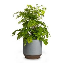 Adiantum Fragrans - Delta Maidenhair Fern -Indoor Plant Store Adiantum Fragrans Delta Maidenhair Fern 13x30cm Pot Suze Blue 15x14cm