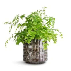 Adiantum Fragrans - Delta Maidenhair Fern -Indoor Plant Store Adiantum Fragrans Delta Maidenhair Fern 13x30cm Stian Plant Pot Moss Green 16x15cm