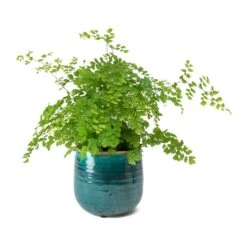 Adiantum Fragrans - Delta Maidenhair Fern -Indoor Plant Store Adiantum Fragrans Delta Maidenhair Fern Iris Turquoise Plant Pot