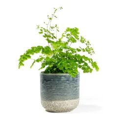 Adiantum Fragrans - Delta Maidenhair Fern -Indoor Plant Store Adiantum Fragrans Delta Maidenhair Fern Issa Plant Pot Light Blue