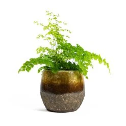 Adiantum Fragrans - Delta Maidenhair Fern -Indoor Plant Store Adiantum Fragrans Delta Maidenhair Fern Lindy Plant Pot Ochre 5d518b23 6beb 426b 86b6 0043681e56a8