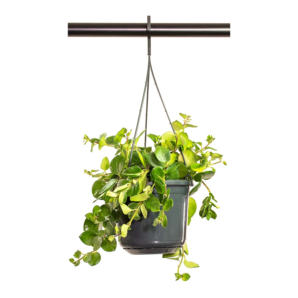 Aeschynanthus Pink Polka - Lipstick Plant 2 Aeschynanthus Pink Polka - Lipstick Plant - Image 2