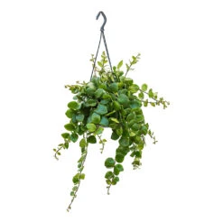 Aeschynanthus Pink Polka - Lipstick Plant 9 Aeschynanthus Pink Polka - Lipstick Plant -Indoor Plant Store Aeschynanthus Pink Polka Lipstick Plant