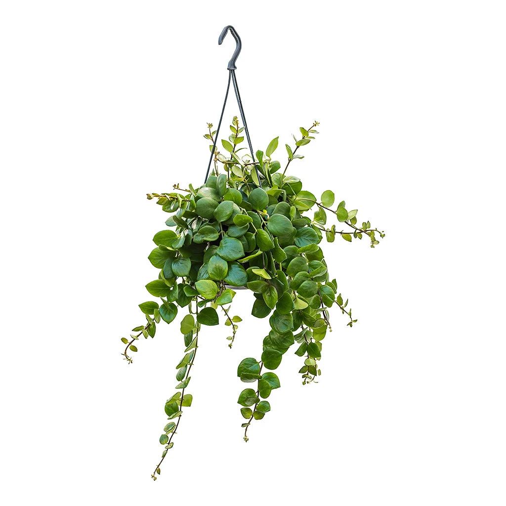 Aeschynanthus Pink Polka - Lipstick Plant 4 Aeschynanthus Pink Polka - Lipstick Plant - Image 4