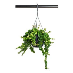 Aeschynanthus Rasta - Lipstick Plant -Indoor Plant Store Aeschynanthus Rasta Lipstick Plant 15cm