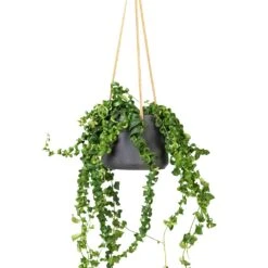 Patt Hanging Plant Pot - Black Washed 22 Patt Hanging Plant Pot - Black Washed -Indoor Plant Store Aeschynanthus Rasta Lipstick Plant 15x40cm Patt Hanging Plant Pot Black Washed 20x17cm f6089cf4 a50d 4baf b1b2 c85c694b1977