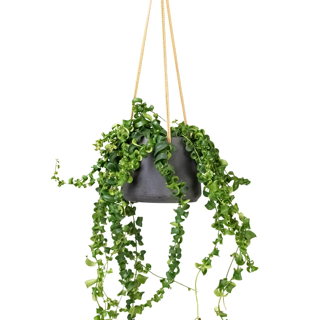 Patt Hanging Plant Pot - Black Washed 8 Patt Hanging Plant Pot - Black Washed - Image 8