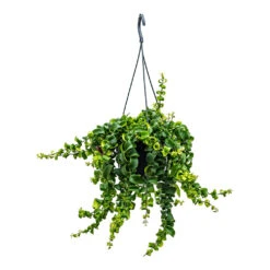 Aeschynanthus Rasta - Lipstick Plant -Indoor Plant Store Aeschynanthus Rasta Lipstick Plant