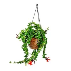 Mya Hanging Planter - Shiny Mocha -Indoor Plant Store Aeschynanthus Rasta Lipstick Plant Mya Hanging Planter Shiny Mocha 021dd599 e96a 4584 a075 46b15cd42646