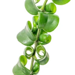 Aeschynanthus Rasta - Lipstick Plant -Indoor Plant Store Aeschynanthus Rasta Lipstick Plant SWATCH 2