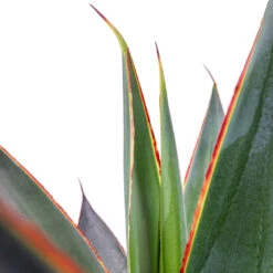 Agave Shaka Zulu -Indoor Plant Store Agave Shaka Zulu 15x25cm 2