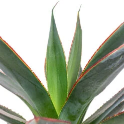 Indoor Plant Store -Indoor Plant Store Agave Shaka Zulu 15x25cm