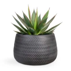 Agave Shaka Zulu -Indoor Plant Store Agave Shaka Zulu 15x25cm Angle Darcy Plant Pot Anthracite 24x16cm 127ac9dd 3d6f 4c51 a227 021b24db930a