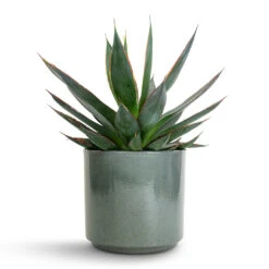 Indoor Plant Store 34 Agave Shaka Zulu