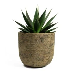Agave Shaka Zulu -Indoor Plant Store Agave Shaka Zulu Dian Plant Pot Camel