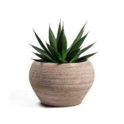 Agave Shaka Zulu -Indoor Plant Store Agave Shaka Zulu Ina Plant Pot Terracotta