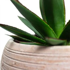 Agave Shaka Zulu -Indoor Plant Store Agave Shaka Zulu Ina Plant Pot Terracotta Close Up