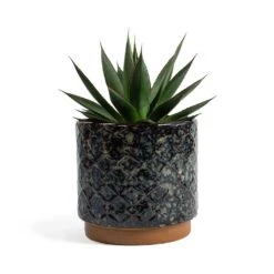 Agave Shaka Zulu -Indoor Plant Store Agave Shaka Zulu Mees Plant Pot Vintage Black