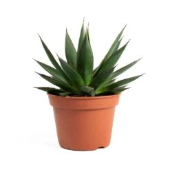 Agave Shaka Zulu -Indoor Plant Store Agave Shaka Zulu 337c8064 5f50 4416 b377 d0268833ee72