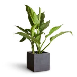 Fleur Natural Planter - Black -Indoor Plant Store Aglaonema B.J. Freedman Chinese Evergreen 17x70cm Fleur Natural Planter Black 20x20x20cm 3