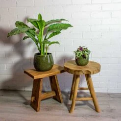 Tradescantia Zebrina - Inch Plant 18 Tradescantia Zebrina - Inch Plant -Indoor Plant Store Aglaonema B.J. Freedman Chinese Evergreen Tradescantia zebrina Inch Plant mischa green plant pot 481e7330 55a0 4ed4 9c3f 7860584d04ab