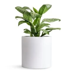 Puk Essentials Planter - Matt White -Indoor Plant Store Aglaonema Christina Chinese Evergreen 14x35cm Puk Planter Matt White 20x20cm 80db27b0 006a 484a a301 31a752032fd8