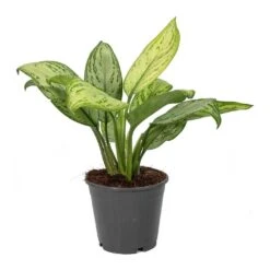 Aglaonema Christina - Chinese Evergreen 13 Aglaonema Christina - Chinese Evergreen -Indoor Plant Store Aglaonema Christina Chinese Evergreen