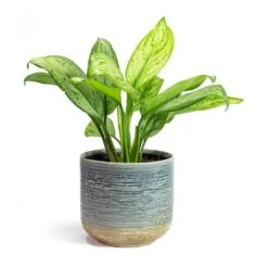 Aglaonema Christina - Chinese Evergreen 11 Aglaonema Christina - Chinese Evergreen -Indoor Plant Store Aglaonema Christina Chinese Evergreen Issa Plant Pot Light Blue