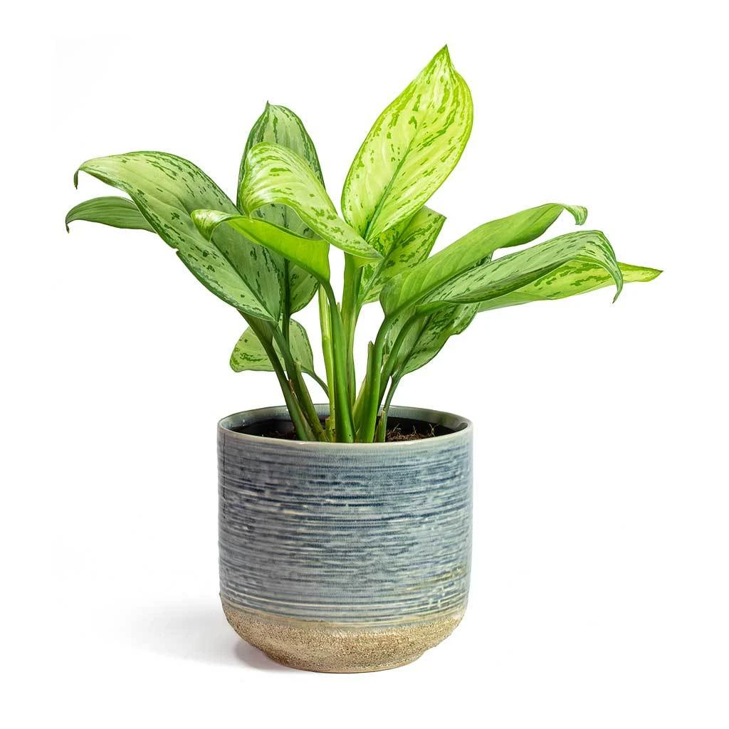 Aglaonema Christina - Chinese Evergreen 4 Aglaonema Christina - Chinese Evergreen - Image 4