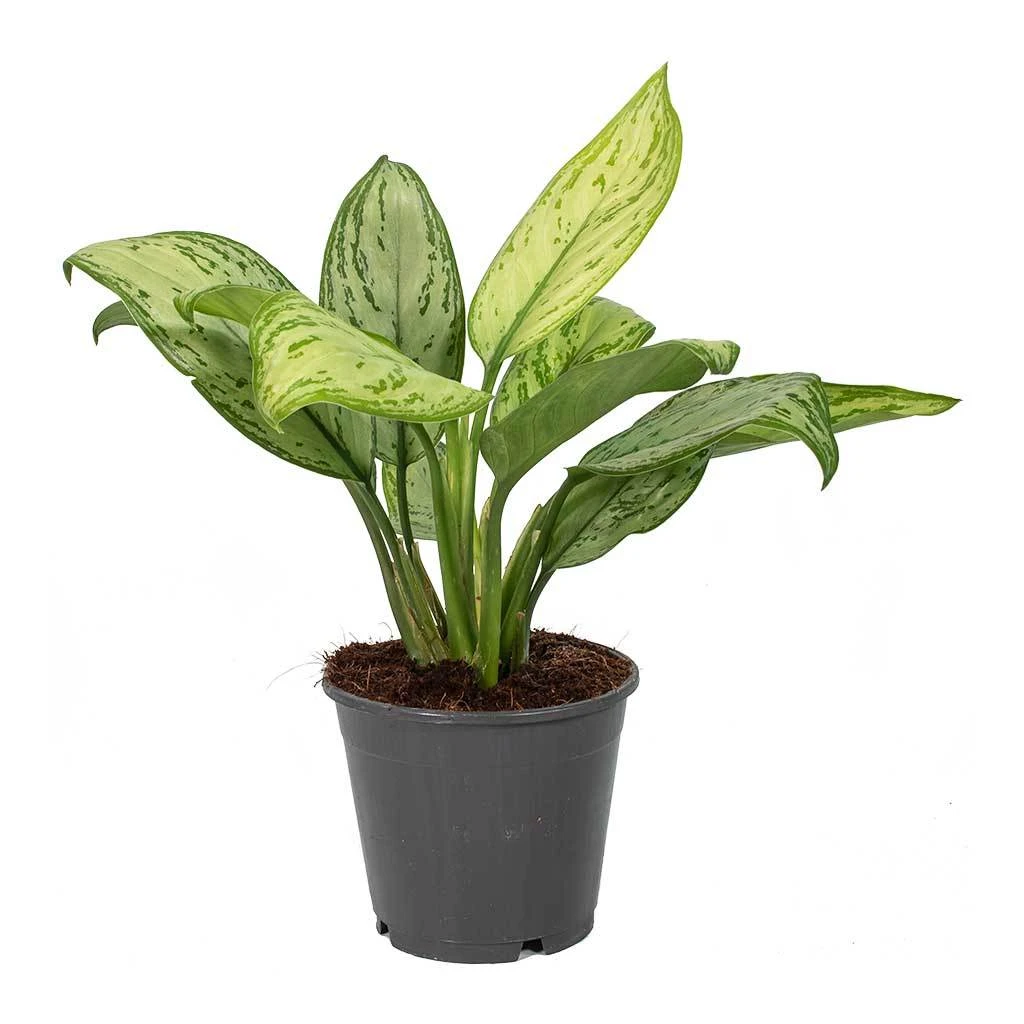 Aglaonema Christina - Chinese Evergreen 6 Aglaonema Christina - Chinese Evergreen - Image 6