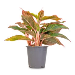 Aglaonema Crete - Chinese Evergreen -Indoor Plant Store Aglaonema Crete Chinese Evergreen 12x25cm