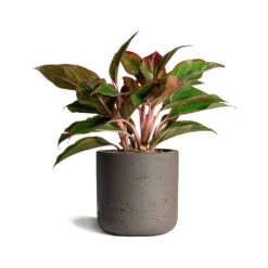 Aglaonema Crete - Chinese Evergreen -Indoor Plant Store Aglaonema Crete Chinese Evergreen 12x25cm Charlie Plant Pot Ash Brown 15x15cm
