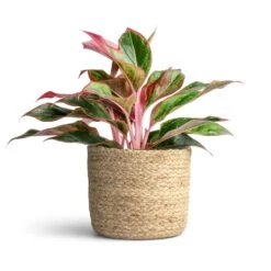 Aglaonema Crete - Chinese Evergreen -Indoor Plant Store Aglaonema Crete Chinese Evergreen 12x25cm Maartje Plant Baskets Set of 5 Jute