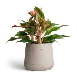 Patt Plant Pot - Grey Washed -Indoor Plant Store Aglaonema Crete Chinese Evergreen 12x25cm Patt Plant Pot Grey Washed 17x14cm f39e2768 c6d7 47d0 b311 796d43a3a28c