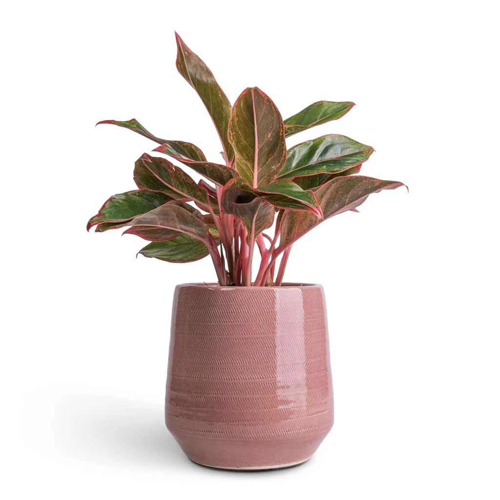 Remi Plant Pot - Pink 4 Remi Plant Pot - Pink - Image 4
