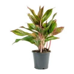 Aglaonema Crete - Chinese Evergreen -Indoor Plant Store Aglaonema Crete Chinese Evergreen
