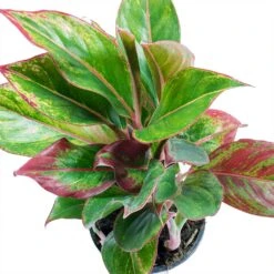 Aglaonema Crete - Chinese Evergreen -Indoor Plant Store Aglaonema Crete Chinese Evergreen Leaves