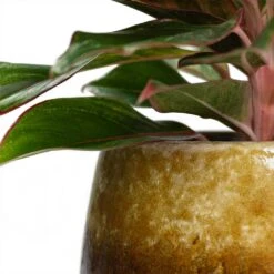 Aglaonema Crete - Chinese Evergreen -Indoor Plant Store Aglaonema Crete Chinese Evergreen Lindy Plant Pot Ochre Close Up be0c6f66 4517 4a84 88ea d9ad39e1080a