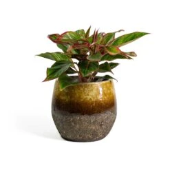 Aglaonema Crete - Chinese Evergreen -Indoor Plant Store Aglaonema Crete Chinese Evergreen Lindy Plant Pot Ochre ef37a1ee 6836 421c 8ed8 a8094bed3ad4