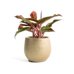 Aglaonema Crete - Chinese Evergreen -Indoor Plant Store Aglaonema Crete Chinese Evergreen Ryan Plant Pot Sand Gold 905bf1a7 16ef 47ef a97b e5fe73b429e3