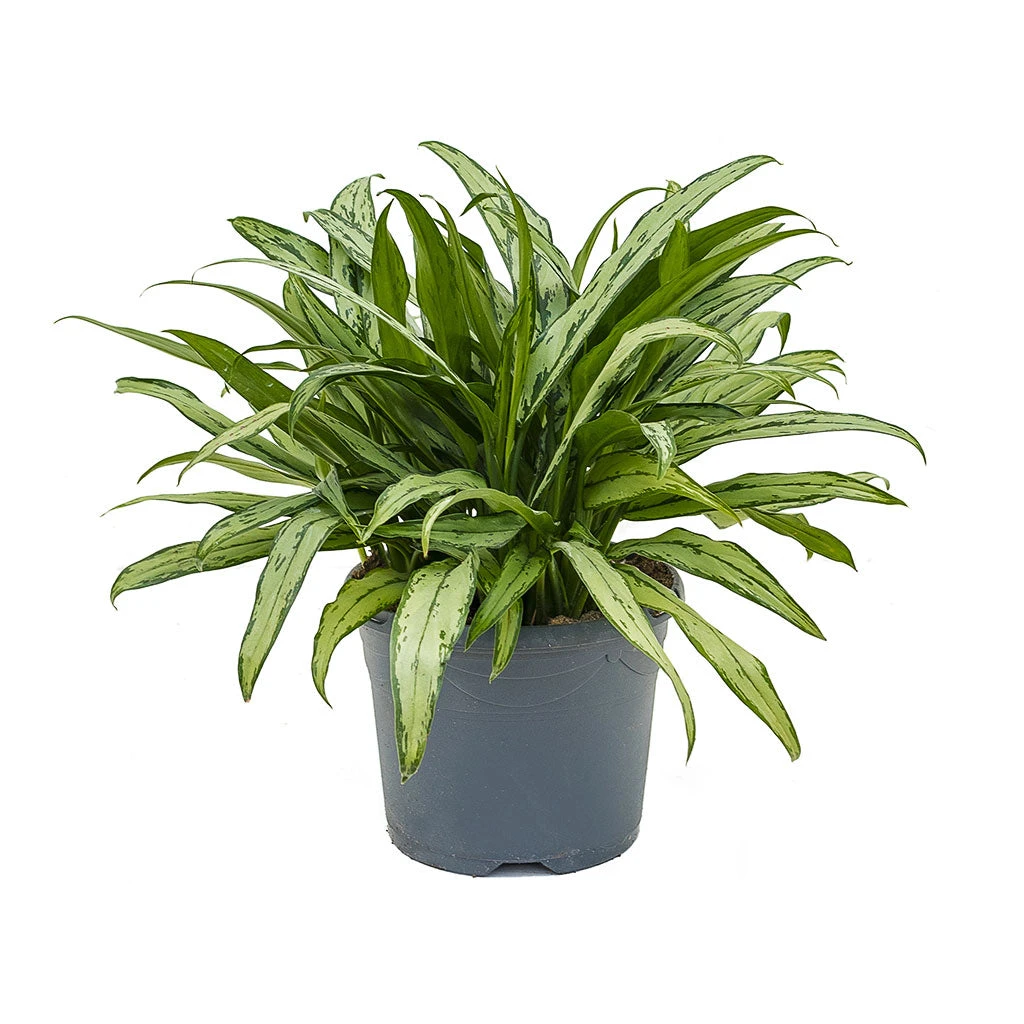 Aglaonema Cutlass - Chinese Evergreen 3 Aglaonema Cutlass - Chinese Evergreen - Image 3