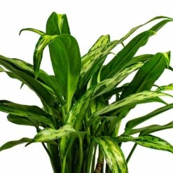 Aglaonema Cutlass - Chinese Evergreen 14 Aglaonema Cutlass - Chinese Evergreen -Indoor Plant Store Aglaonema Cutlass Chinese Evergreen Houseplant 12x35cm Bunch Leaf