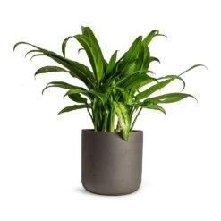 Aglaonema Cutlass - Chinese Evergreen 13 Aglaonema Cutlass - Chinese Evergreen -Indoor Plant Store Aglaonema Cutlass Chinese Evergreen Houseplant 12x35cm Charlie Plant Pot Black Washed 15x15cm