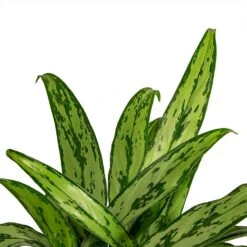 Aglaonema Cutlass - Chinese Evergreen 15 Aglaonema Cutlass - Chinese Evergreen -Indoor Plant Store Aglaonema Cutlass Chinese Evergreen Houseplant 12x35cm Close Leaf