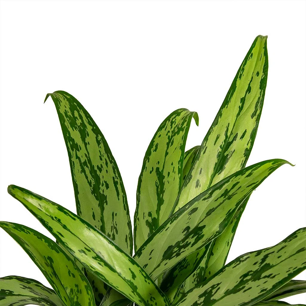 Aglaonema Cutlass - Chinese Evergreen 7 Aglaonema Cutlass - Chinese Evergreen - Image 7