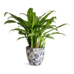 Aglaonema Cutlass - Chinese Evergreen 16 Aglaonema Cutlass - Chinese Evergreen -Indoor Plant Store Aglaonema Cutlass Chinese Evergreen Houseplant 12x35cm Monza Plant Pot Vintage Blue 13x12cm