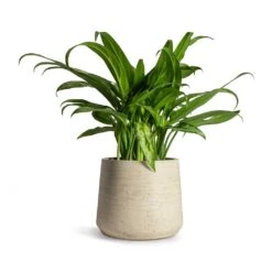 Patt Plant Pot - Grey Washed -Indoor Plant Store Aglaonema Cutlass Chinese Evergreen Houseplant 12x35cm Patt Plant Pot Grey Washed 17x14cm 4292a086 d7ac 4acc a727 25b570ee996f