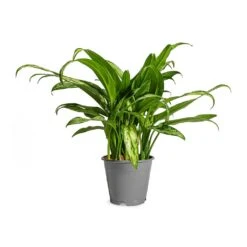 Aglaonema Cutlass - Chinese Evergreen 12 Aglaonema Cutlass - Chinese Evergreen -Indoor Plant Store Aglaonema Cutlass Chinese Evergreen Houseplant 12x35cm Small